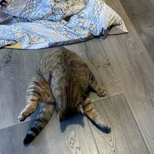 Meet your Posher, Owen